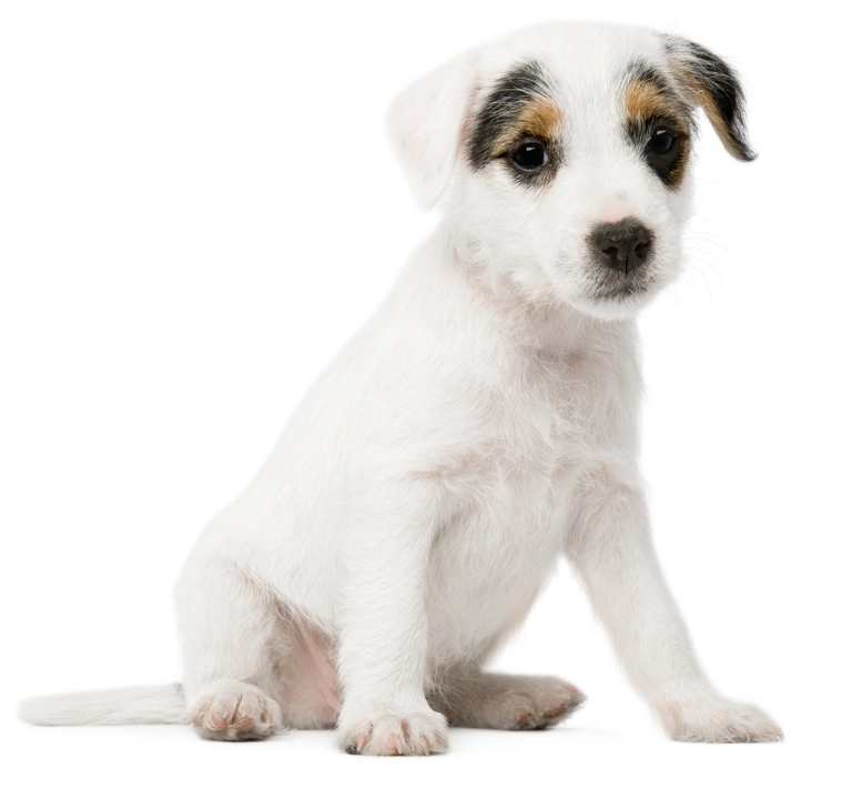 white-dog-white-background-2 biofer